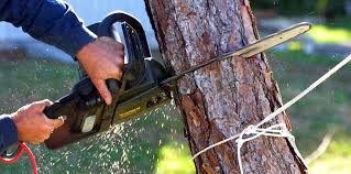 Best Commercial Tree Removal  in USA